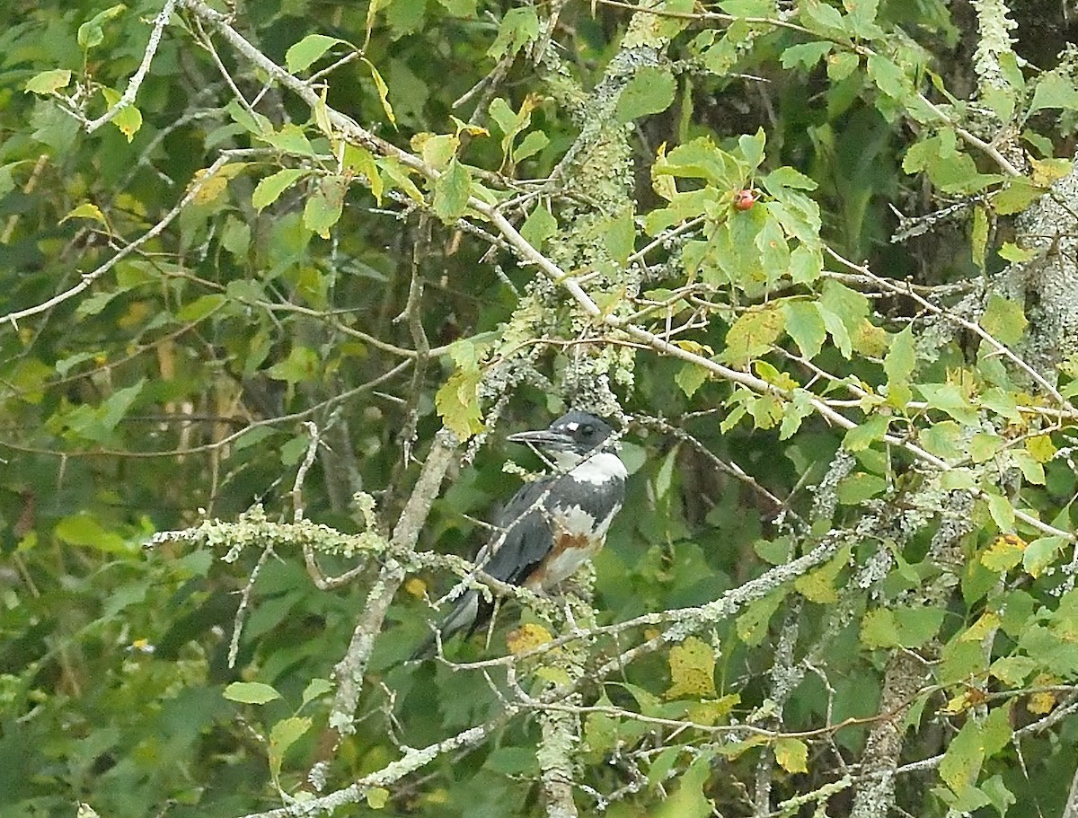 Belted Kingfisher - ML259187641