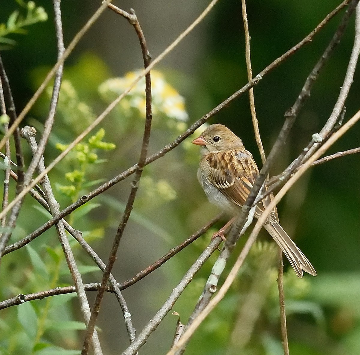 Field Sparrow - Donald Casavecchia