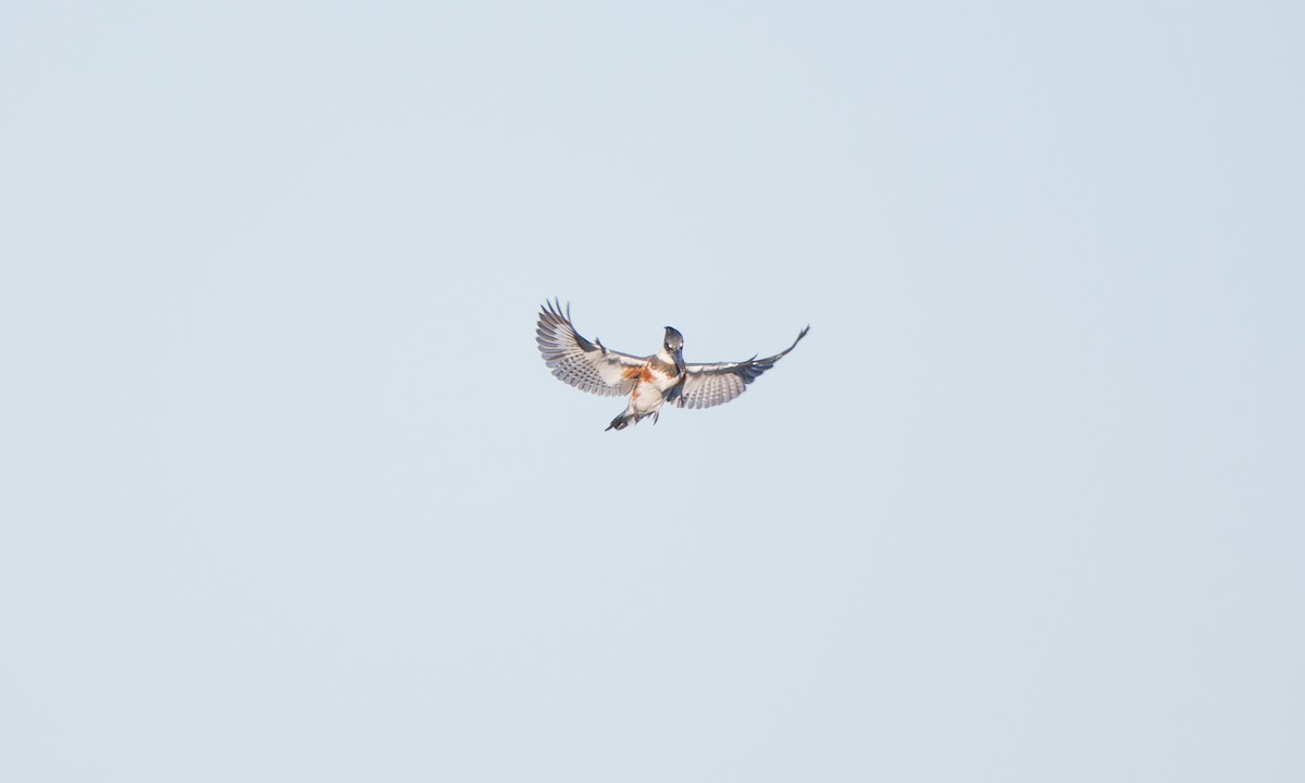 Belted Kingfisher - ML259188571