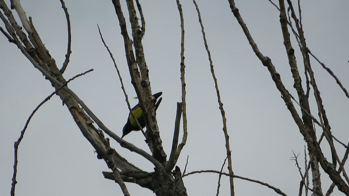 Williamson's Sapsucker - ML259188921