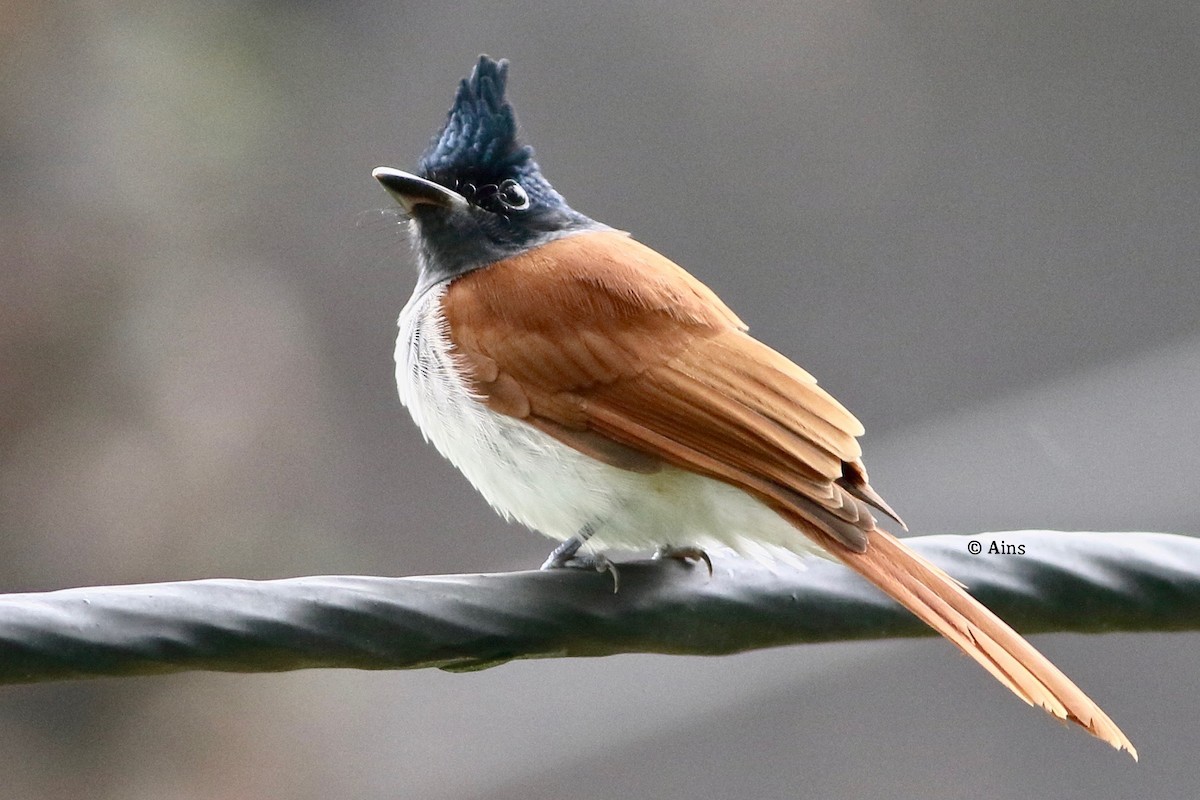 Indian Paradise-Flycatcher - ML259191591