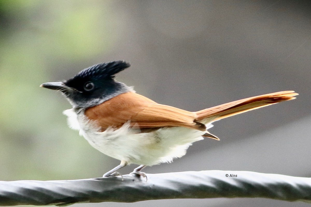 Indian Paradise-Flycatcher - ML259191661