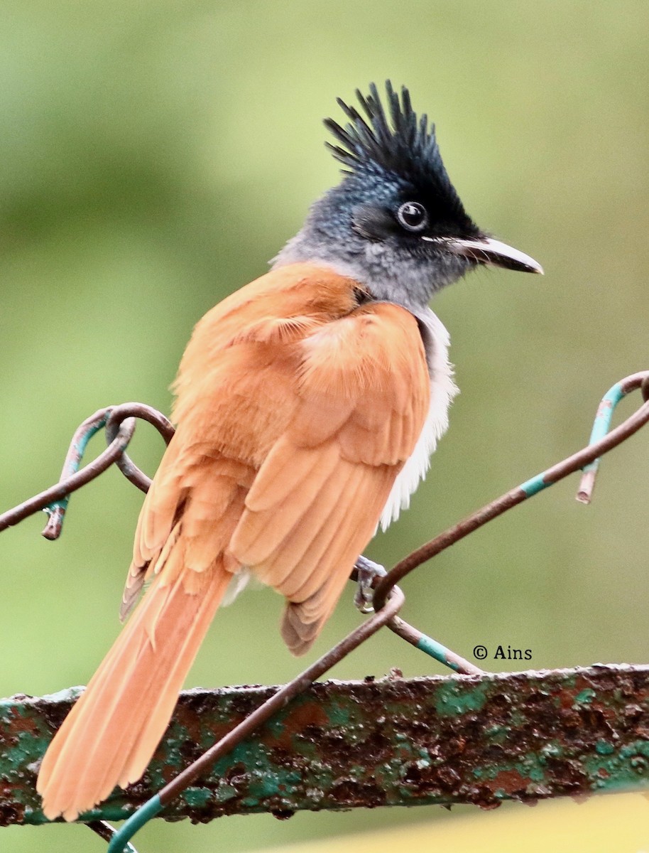 Indian Paradise-Flycatcher - ML259191671