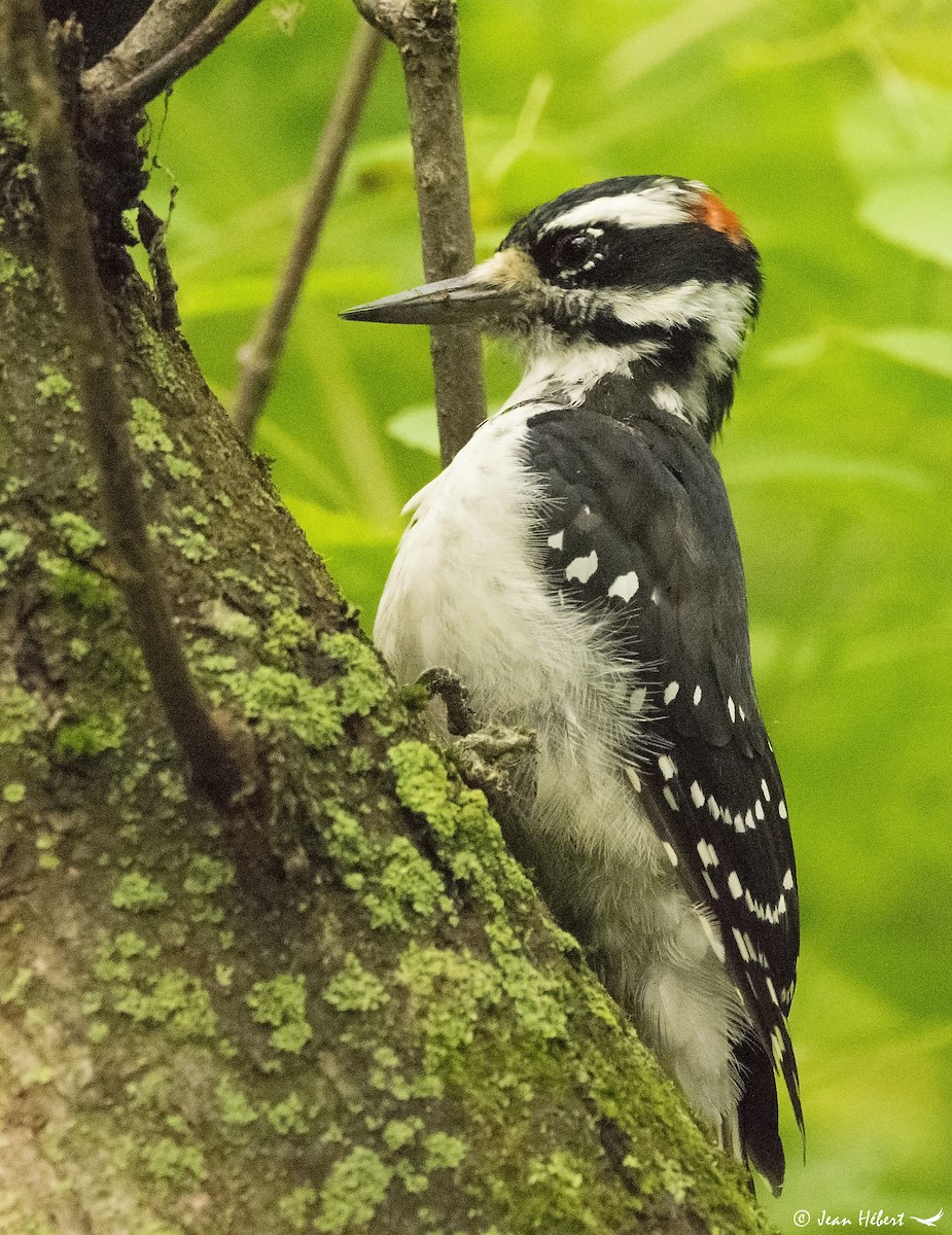 Hairy Woodpecker - Jean Hebert