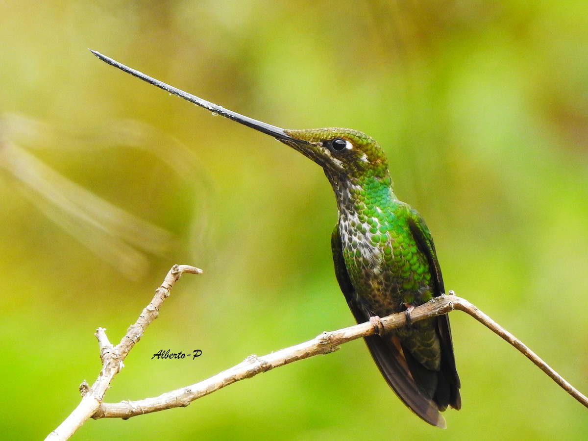 Sword-billed Hummingbird - ML259195001