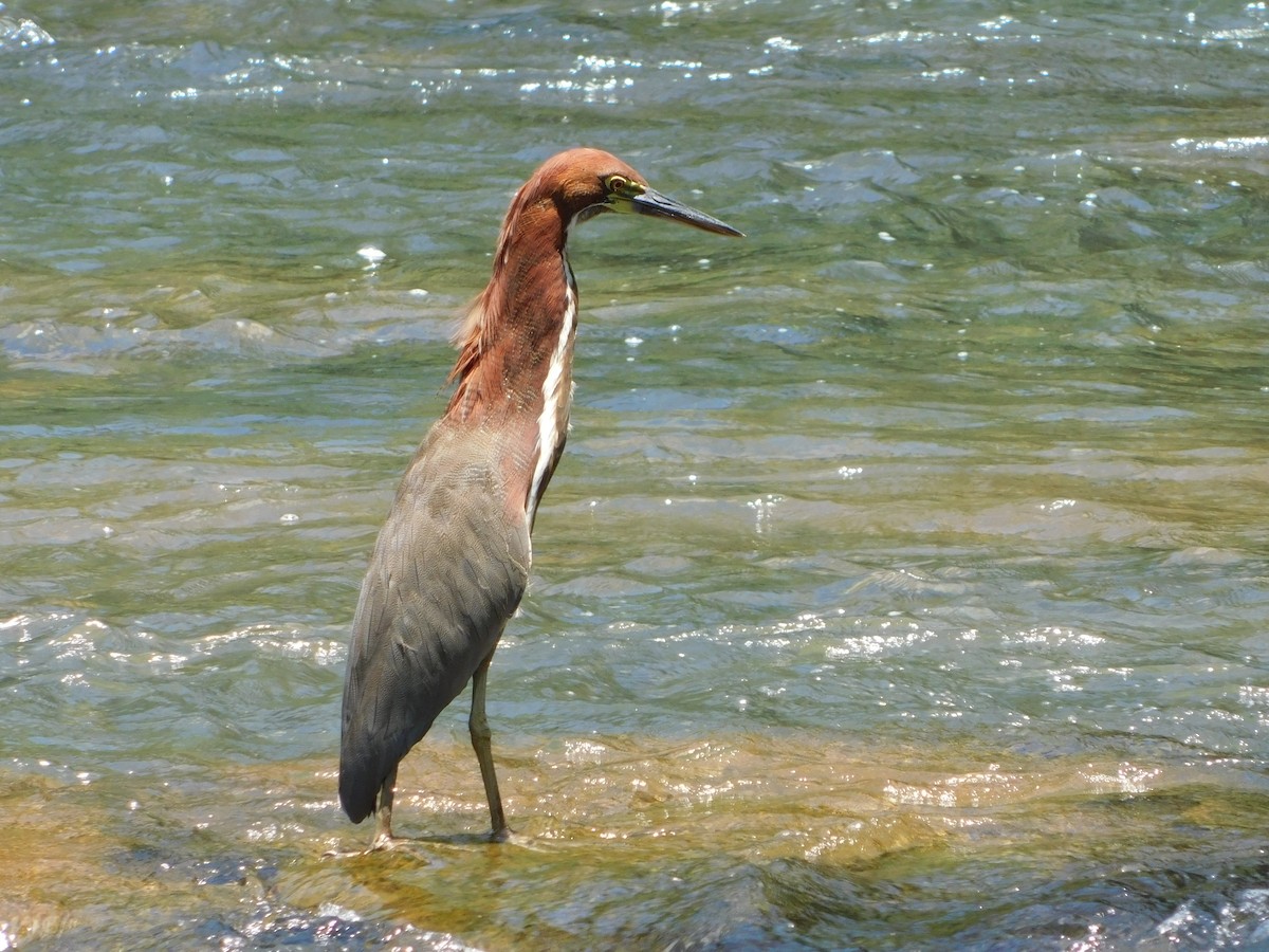 Rufescent Tiger-Heron - ML259195331