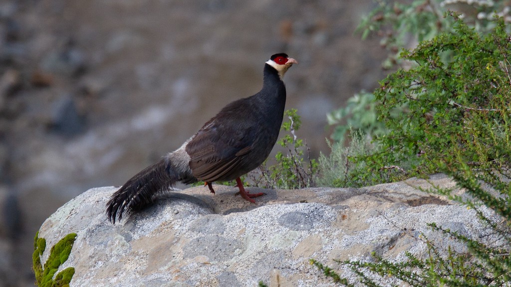 Tibetan Eared-Pheasant - ML259195491