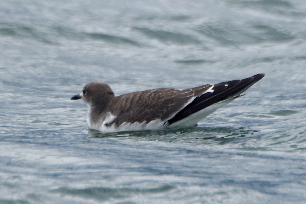 叉尾鷗 - ML259196001