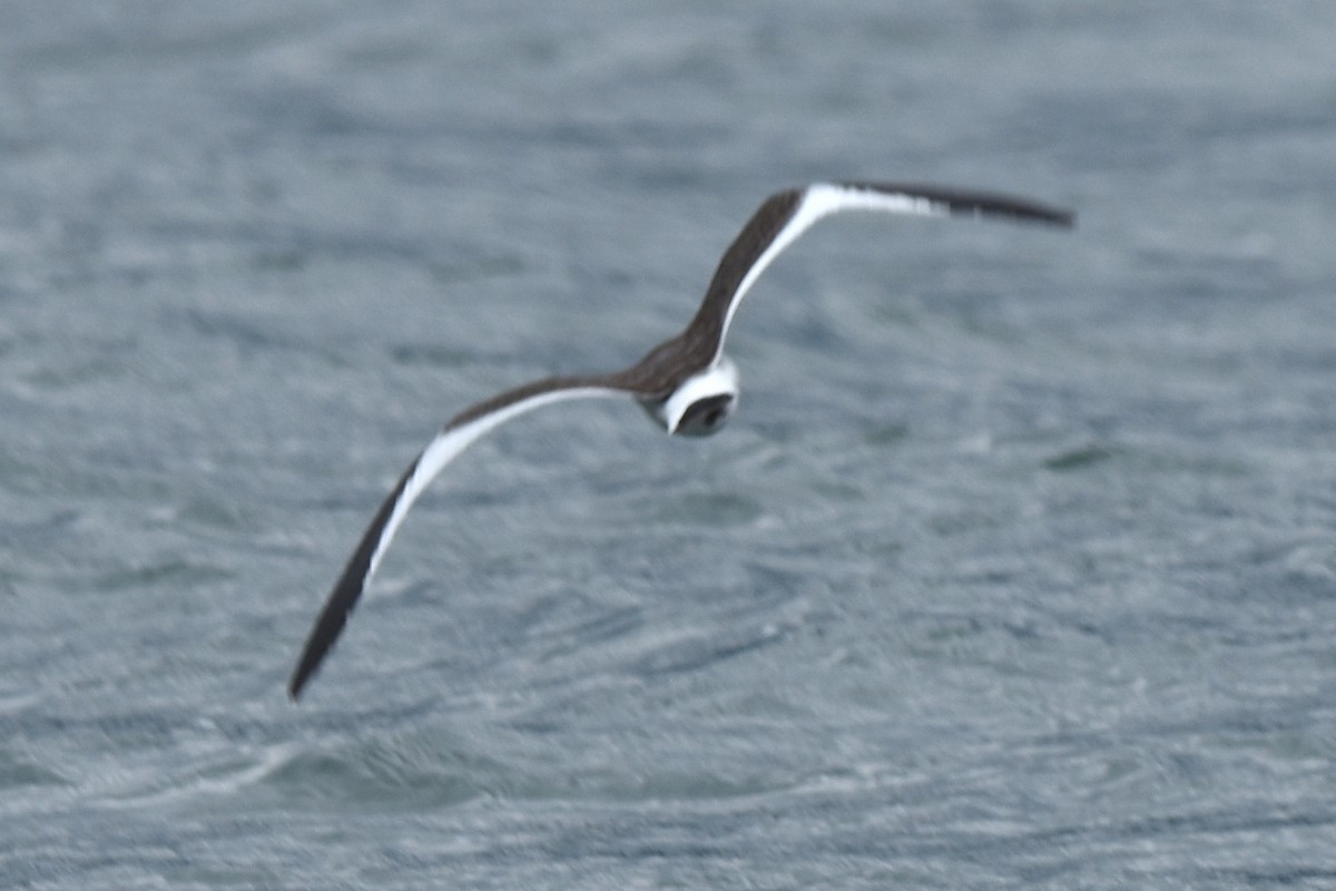 叉尾鷗 - ML259196011