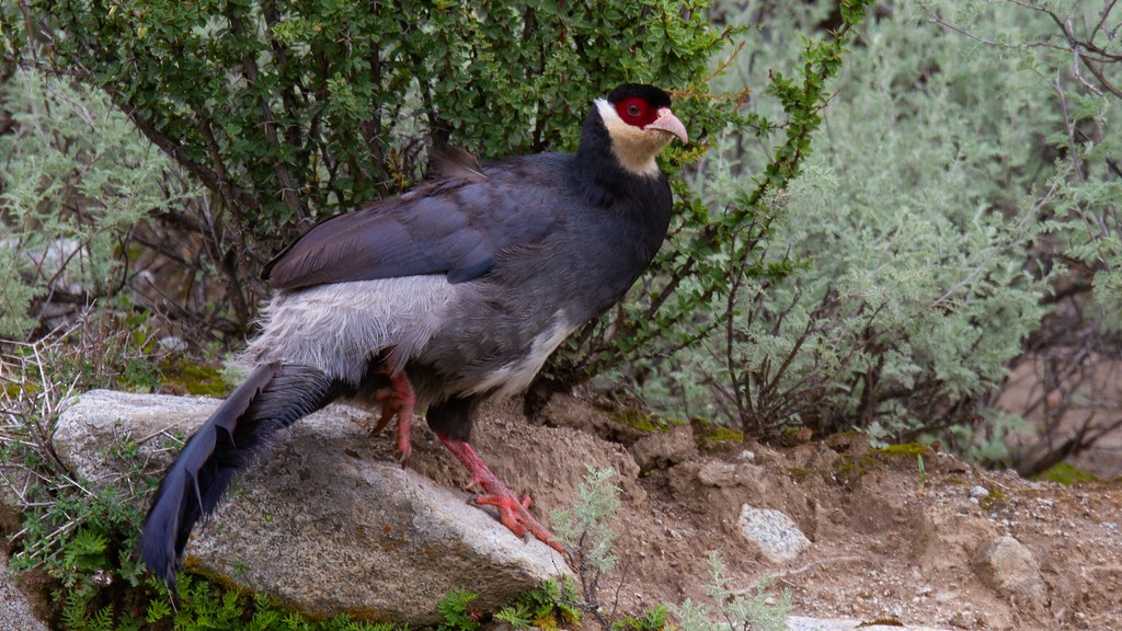 Tibetan Eared-Pheasant - ML259197471