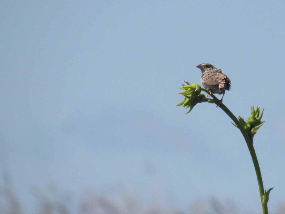 Grasshopper Sparrow - ML259197791