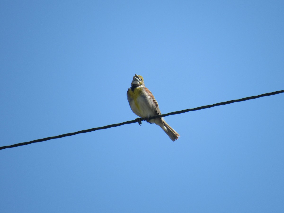 Dickcissel - ML259197861