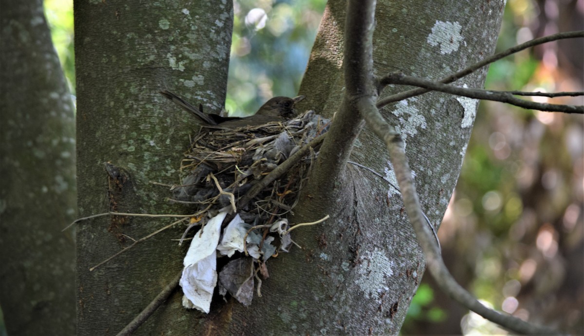 Creamy-bellied Thrush - Isis Ibáñez