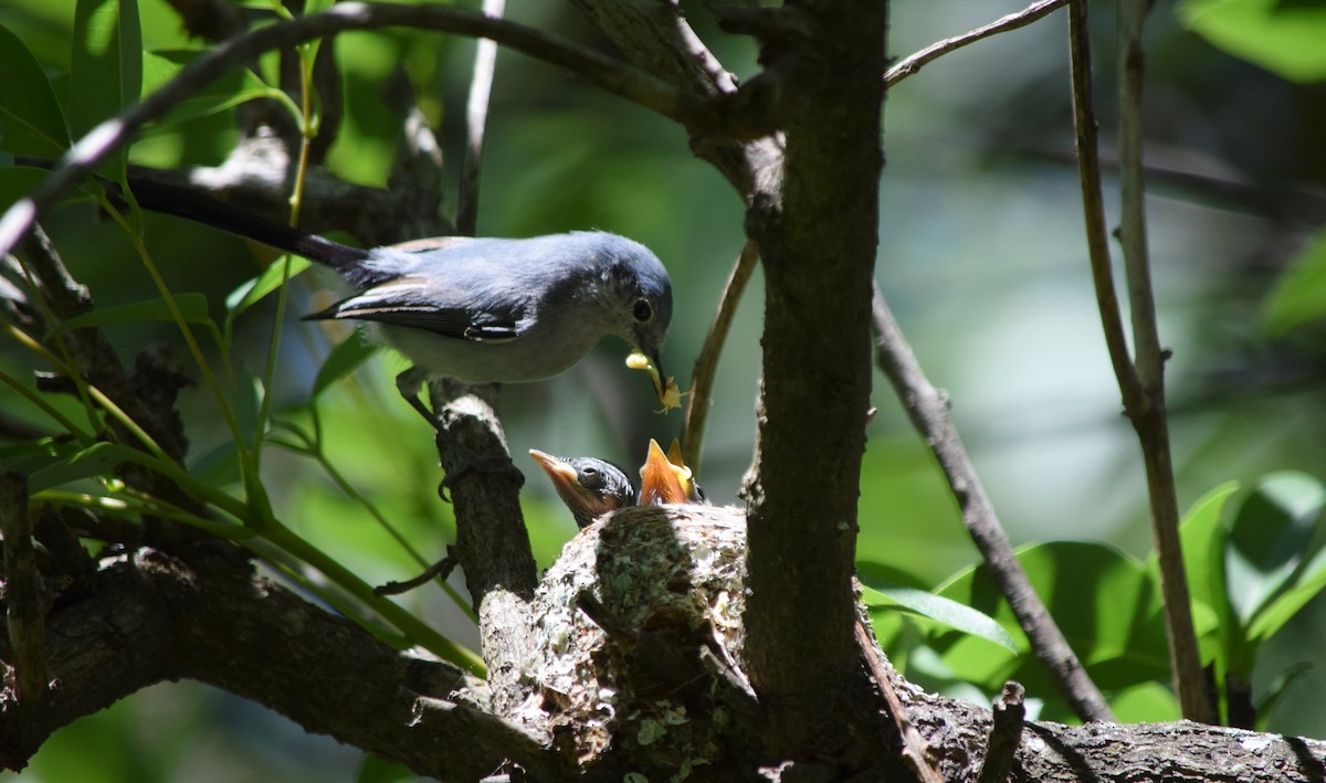 Masked Gnatcatcher - ML259200731