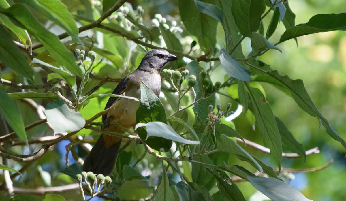 Bluish-gray Saltator - Isis Ibáñez