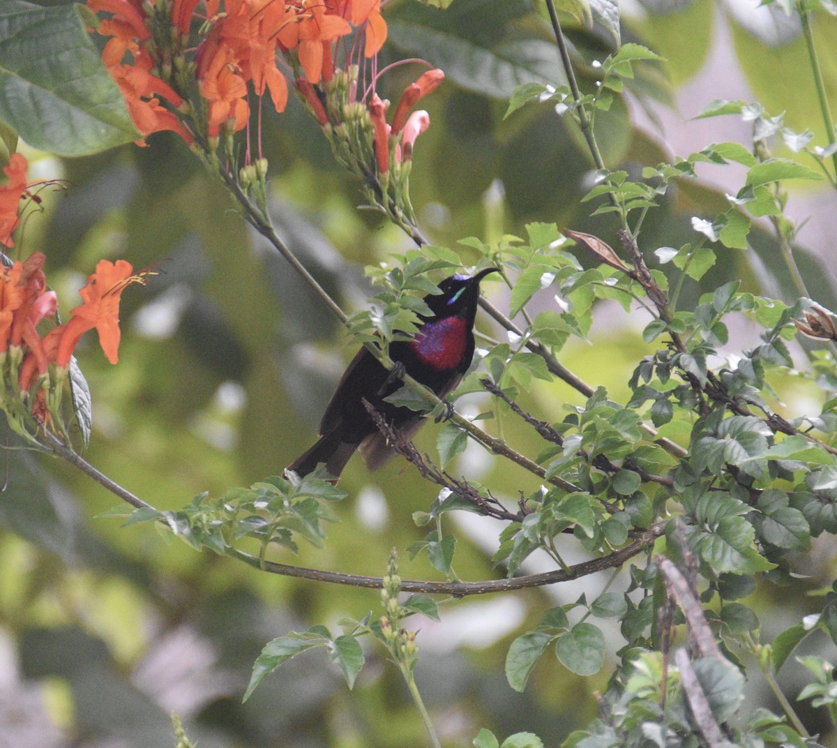 Scarlet-chested Sunbird - ML259201621