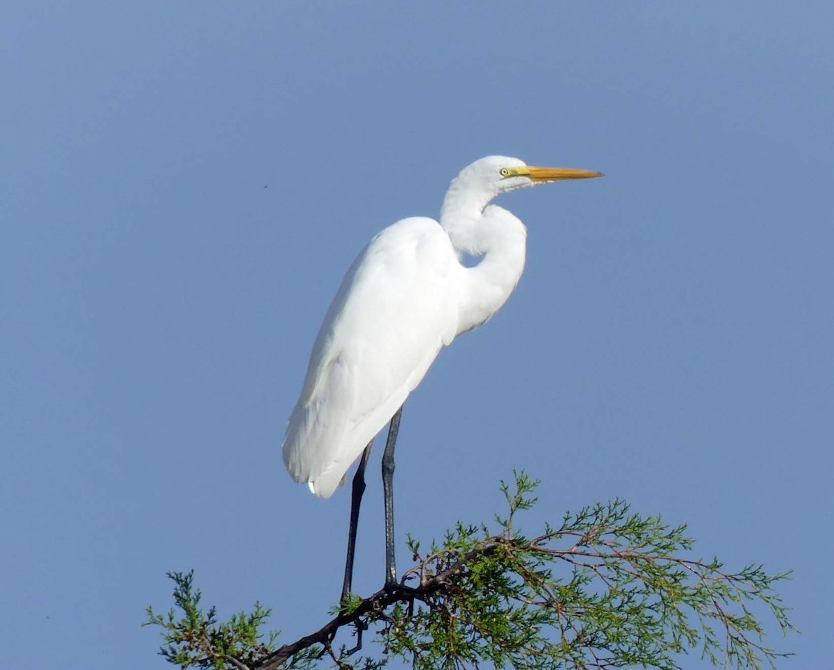 ダイサギ - ML259206371