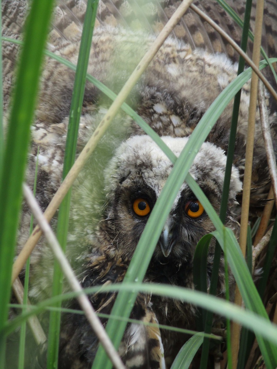 Long-eared Owl - ML259207811