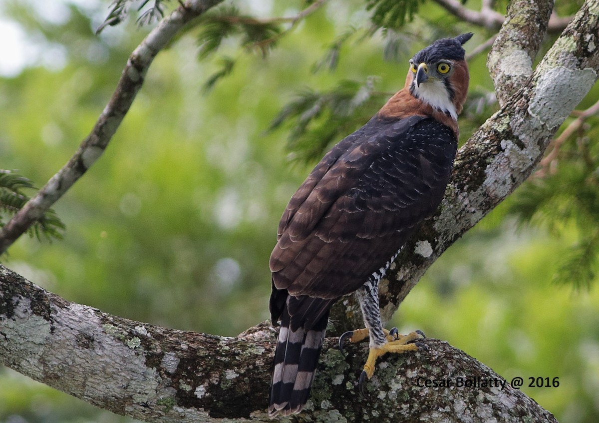 Ornate Hawk-Eagle - Alfonso Escajadillo