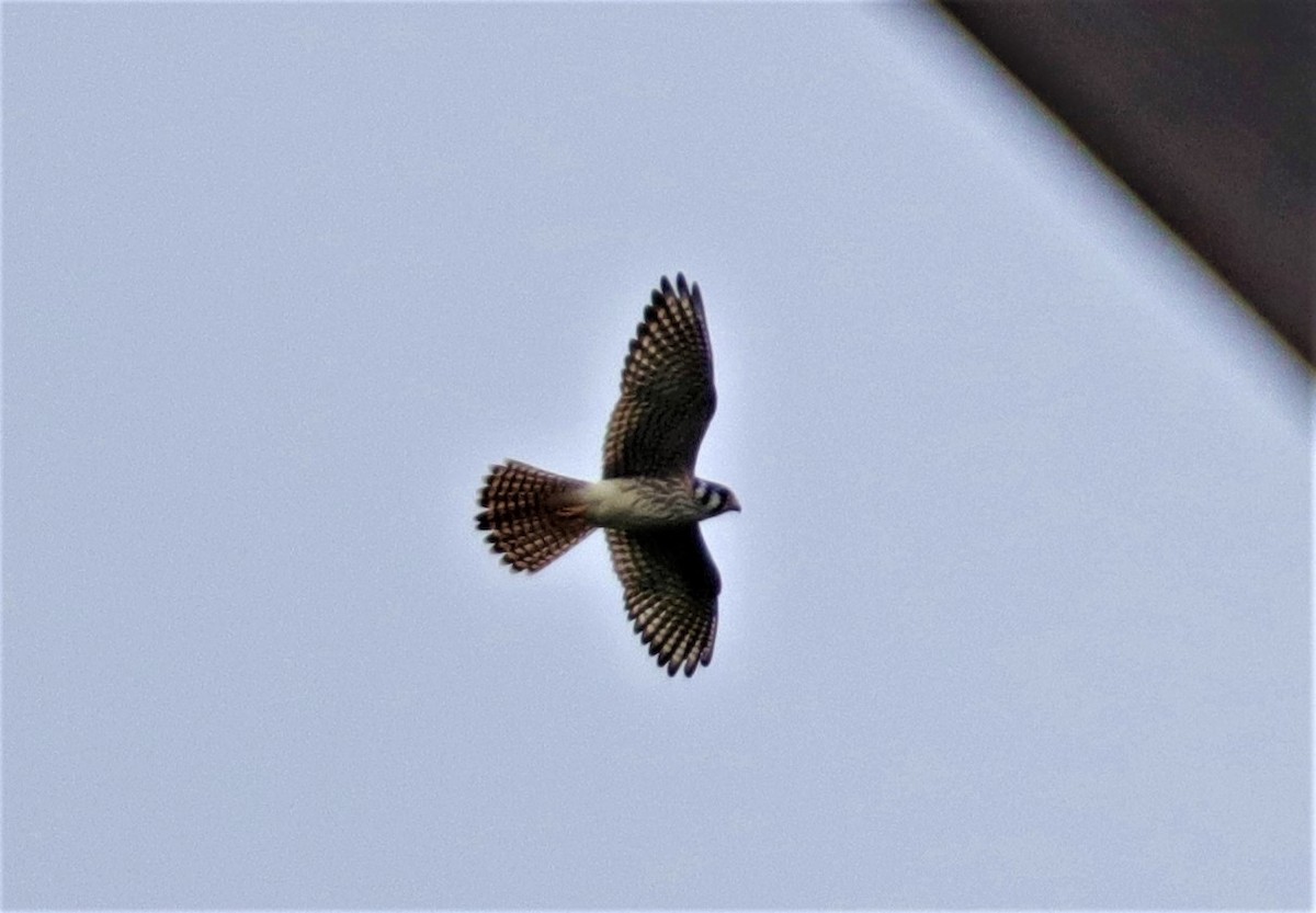 American Kestrel - ML259208191