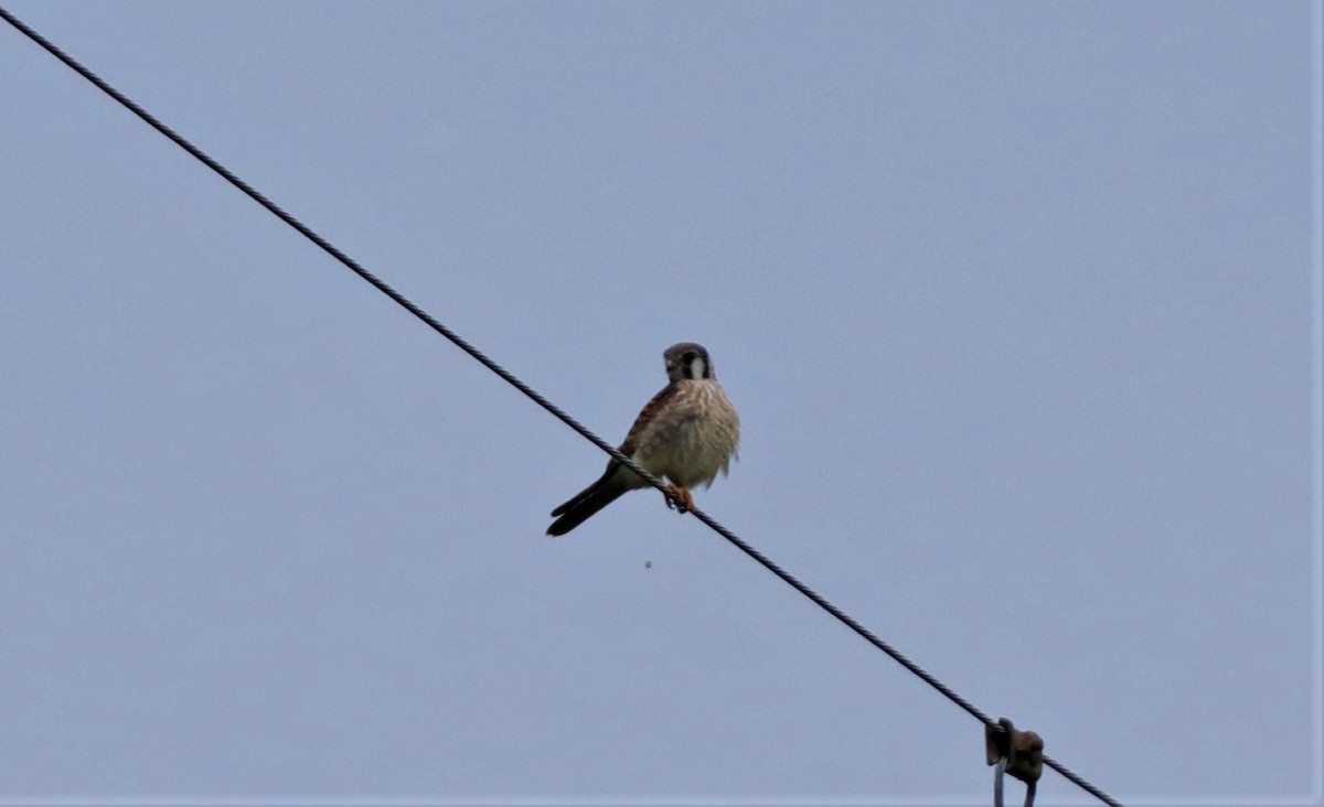 American Kestrel - ML259208201