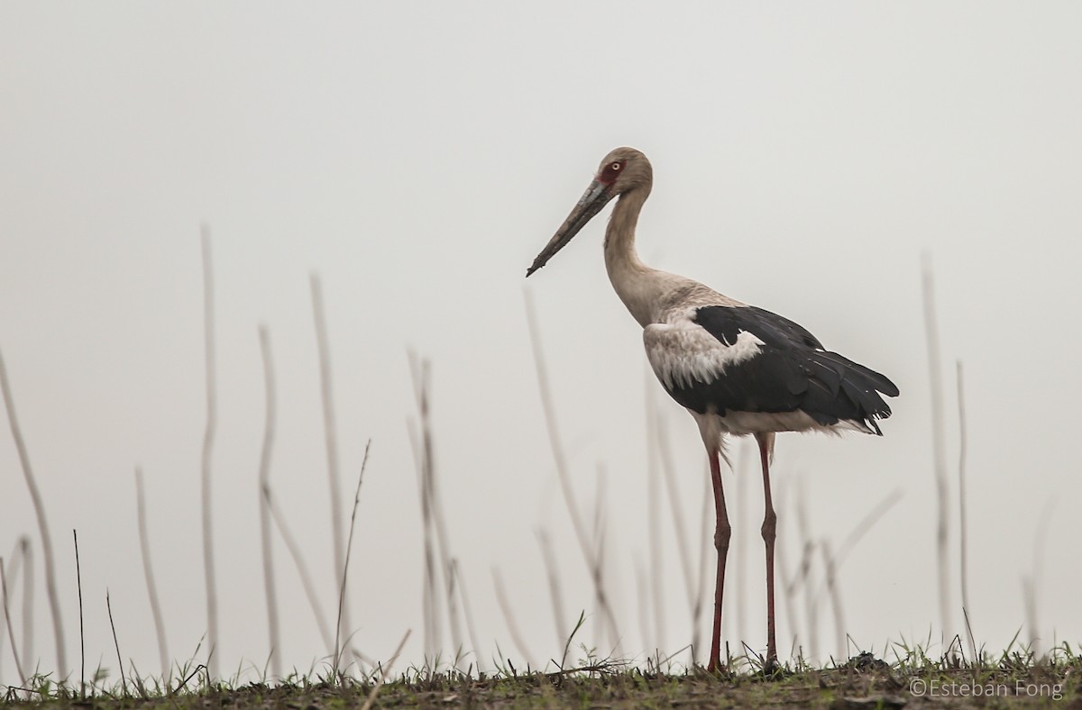 Maguari Stork - ML259208281