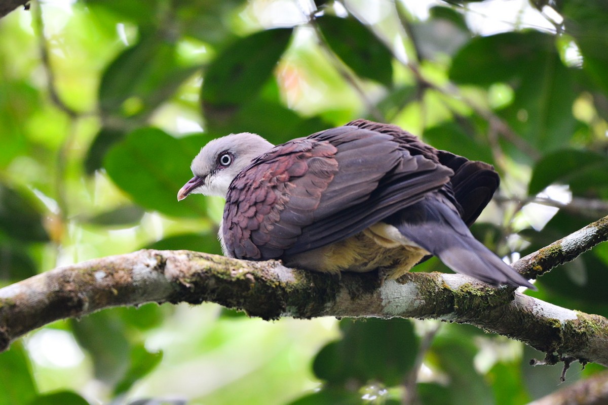 Mountain Imperial-Pigeon - Harn Sheng Khor