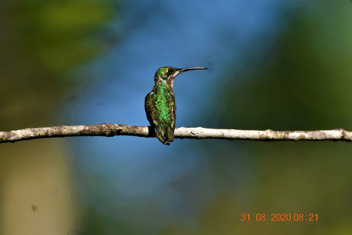 Green-breasted Mango - ML259208731