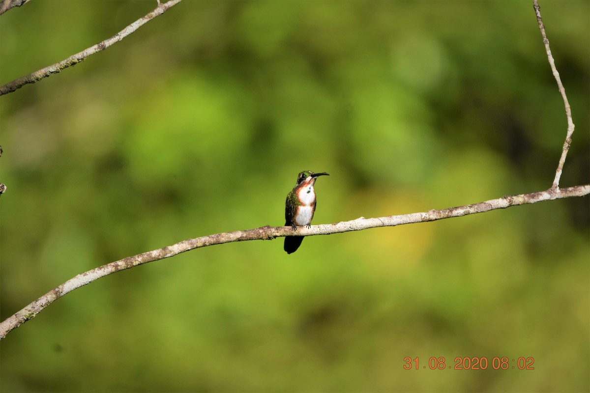 kolibřík lesklý - ML259208941