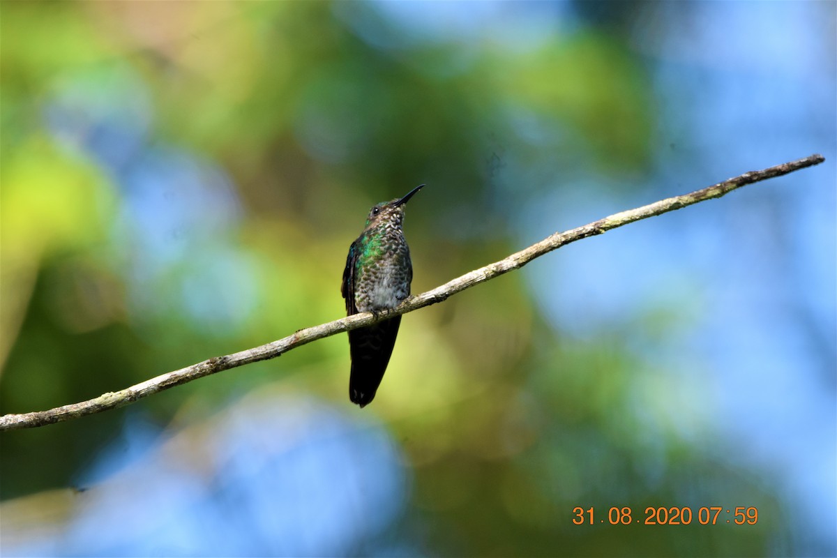 Colibrí Nuquiblanco - ML259208971