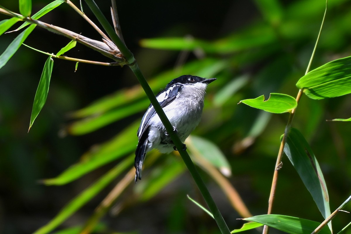 Bar-winged Flycatcher-shrike - ML259209511