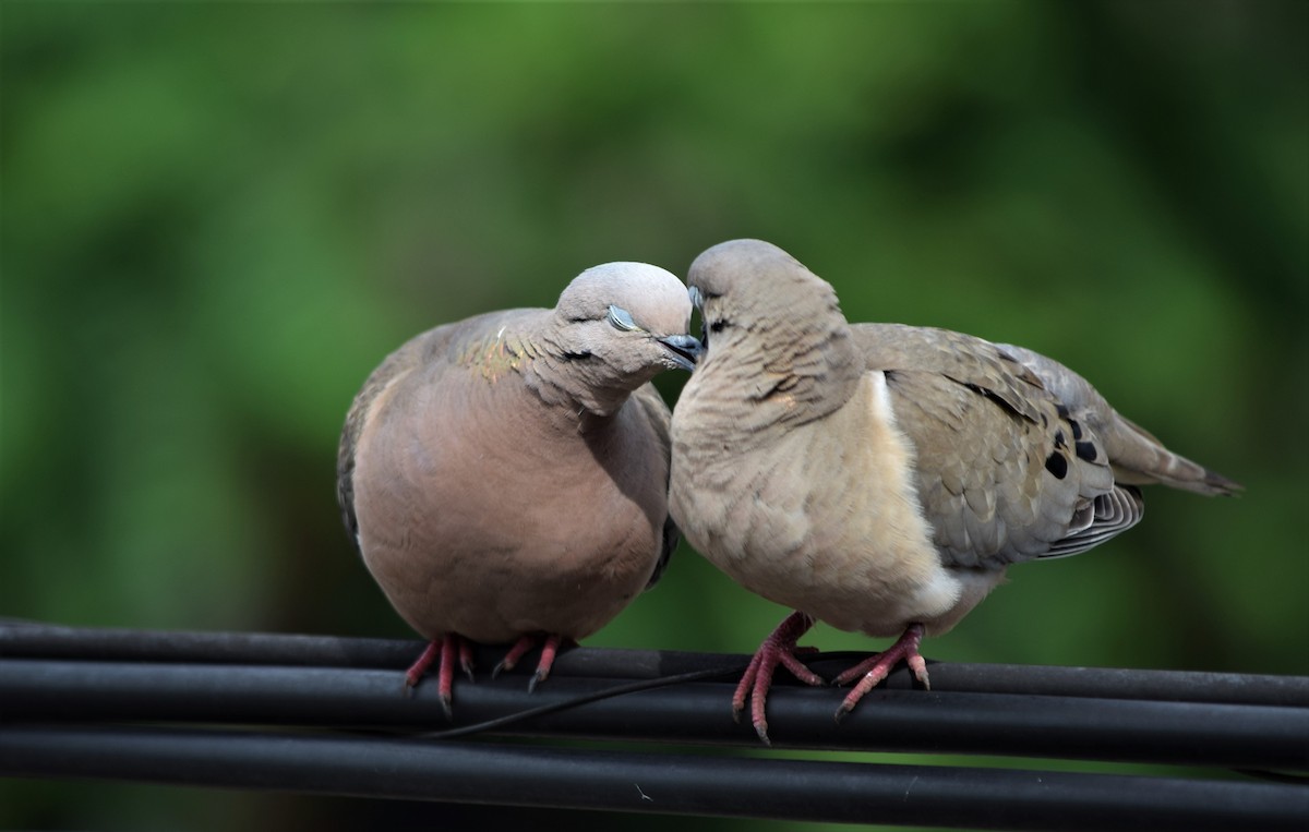 Eared Dove - ML259209831