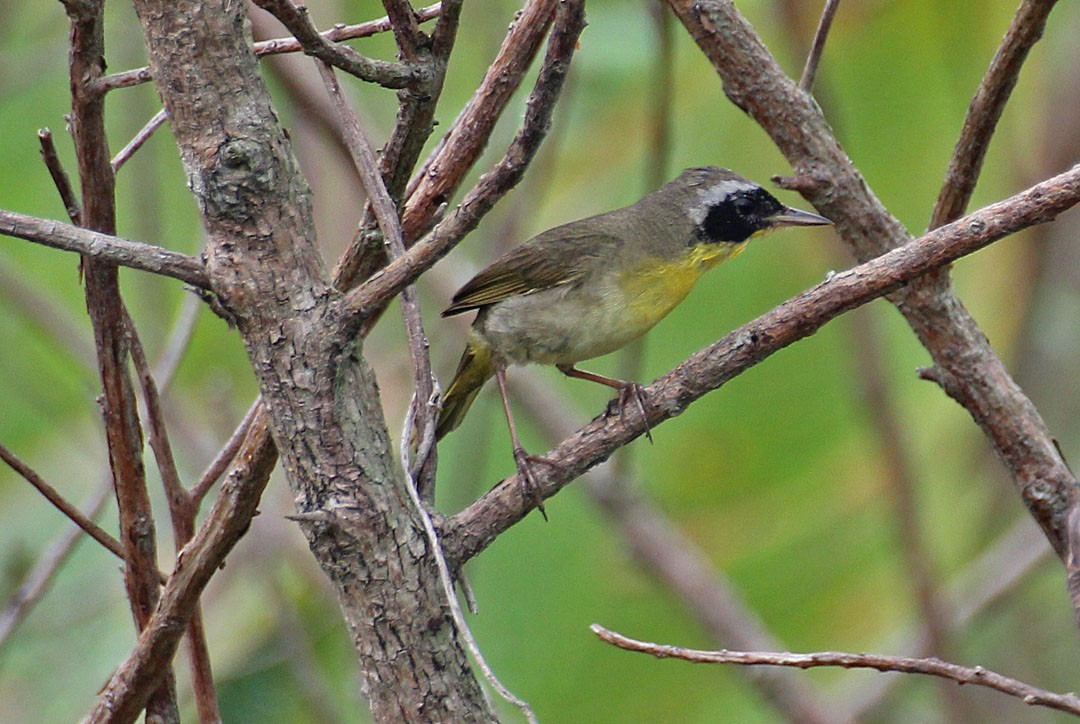 Common Yellowthroat - ML25921021