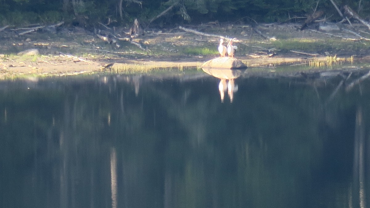 American White Pelican - ML259211001