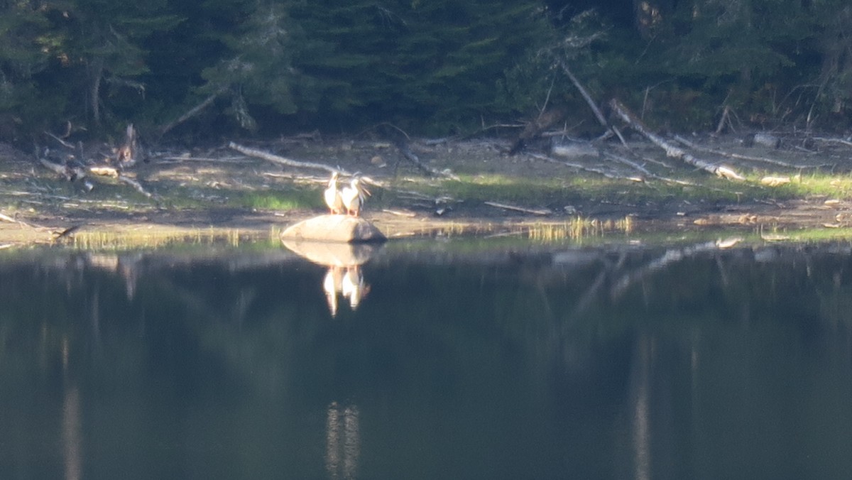 American White Pelican - ML259211051