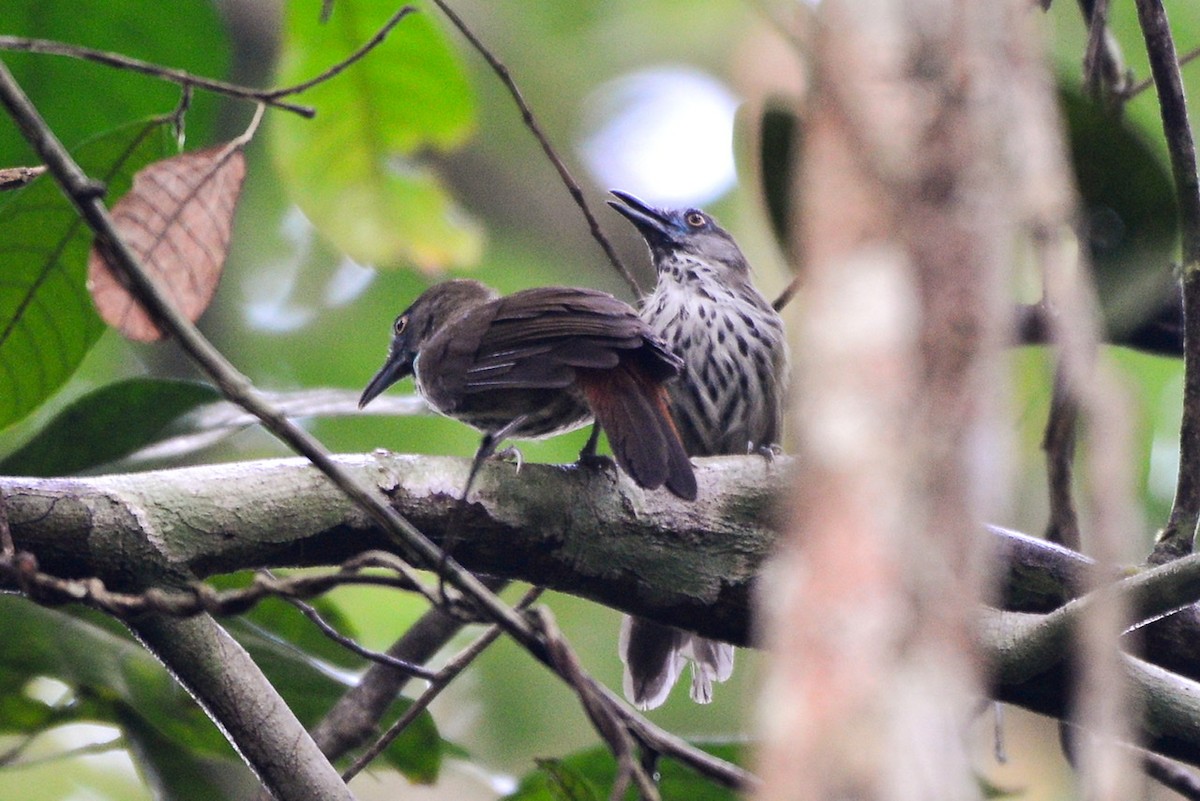 Chestnut-rumped Babbler - ML259213761