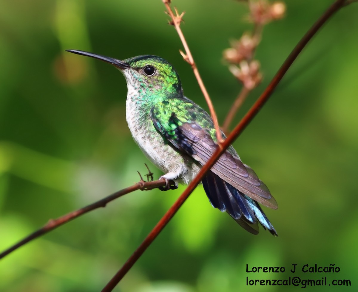 Plain-bellied Emerald - Lorenzo Calcaño