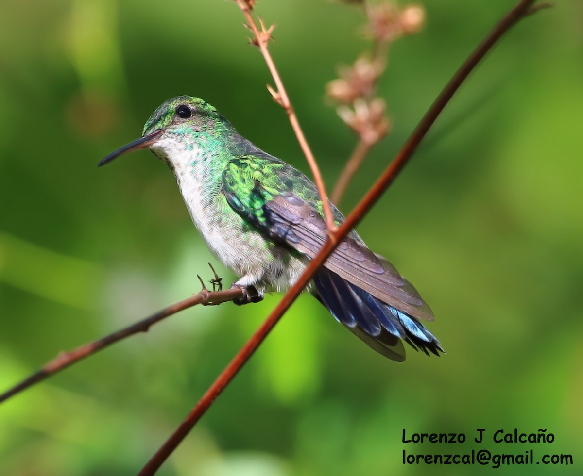 Plain-bellied Emerald - Lorenzo Calcaño