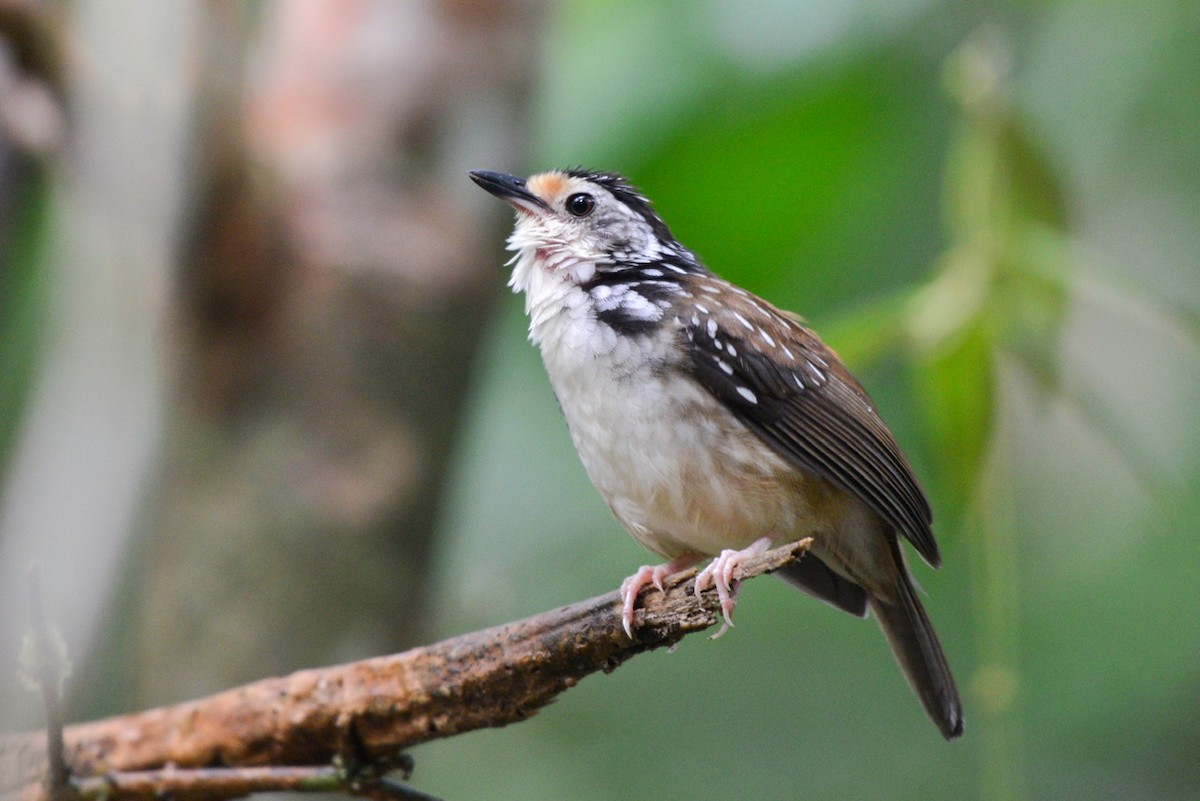 Striped Wren-Babbler - ML259214081