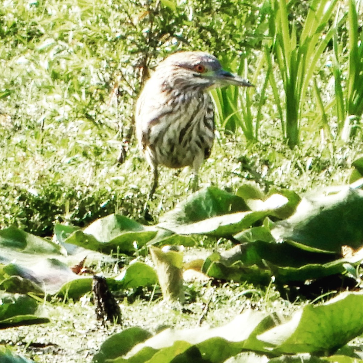 Black-crowned Night Heron - Crystal Kirkman