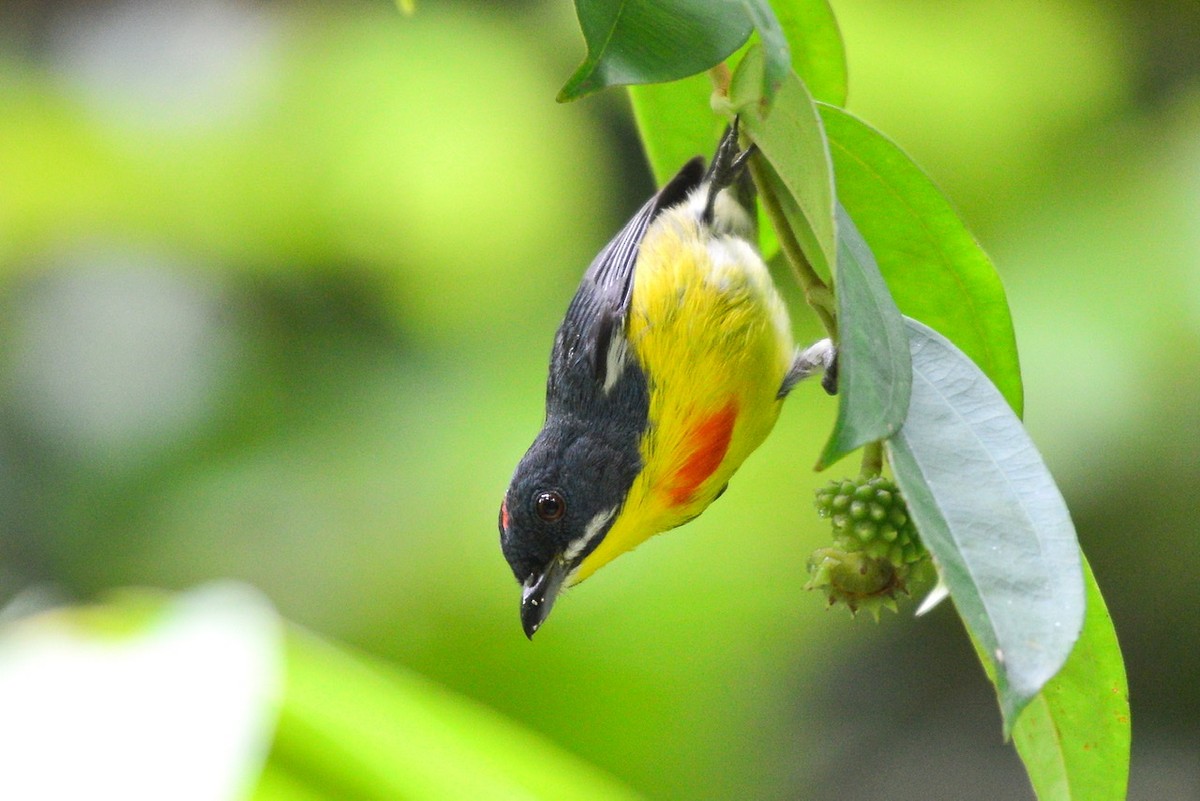 Crimson-breasted Flowerpecker - ML259214371