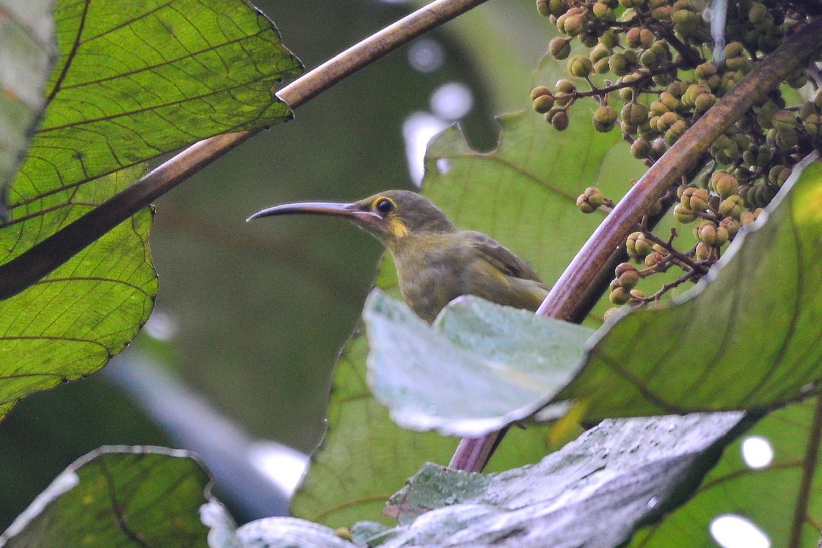 Yellow-eared Spiderhunter - ML259214471