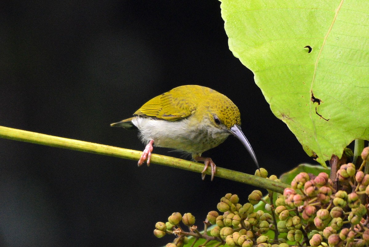 Gray-breasted Spiderhunter - ML259214621