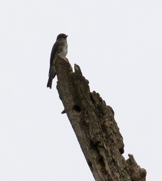 Olive-sided Flycatcher - ML259216431