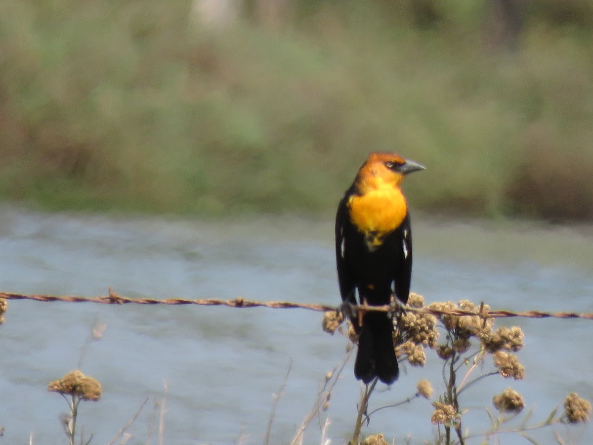 Yellow-headed Blackbird - ML259218421