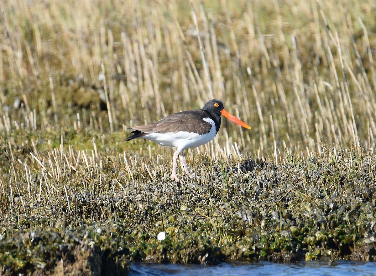 American Oystercatcher - ML25921951