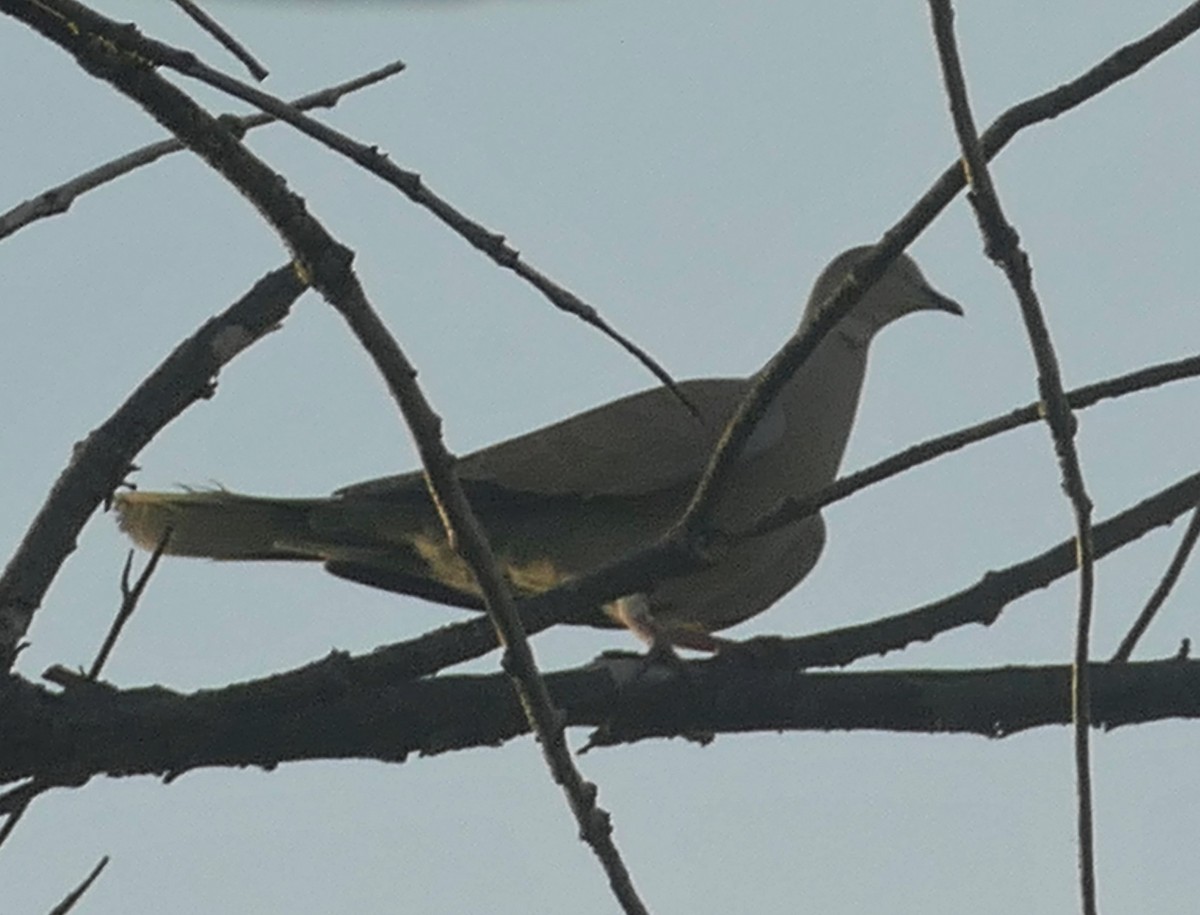 Eurasian Collared-Dove - ML259219541