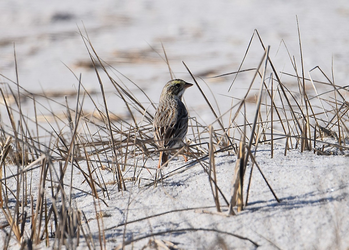 Savannah Sparrow (Ipswich) - ML25921981