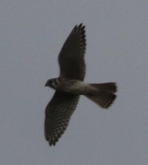 American Kestrel - William Mahoney