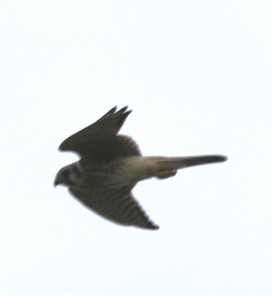 American Kestrel - William Mahoney